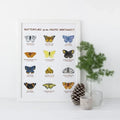 11" x 14" Butterflies of the Pacific Northwest Art Print