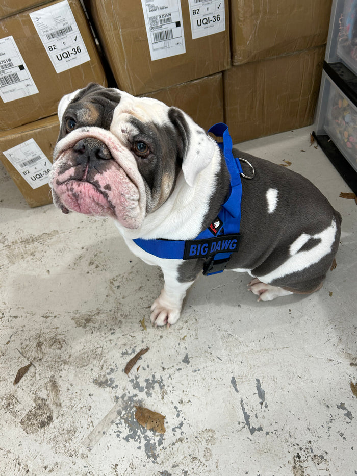 royal blue bullhug dog harness for broad-chested dogs