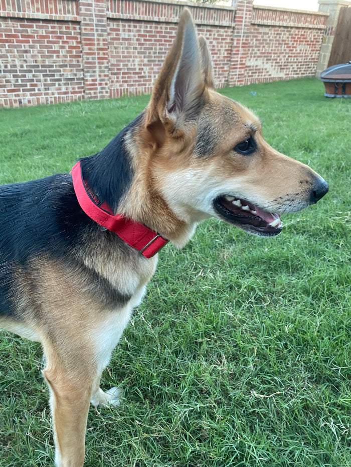 TACTICAL COLLAR-RED - thebullhug.com