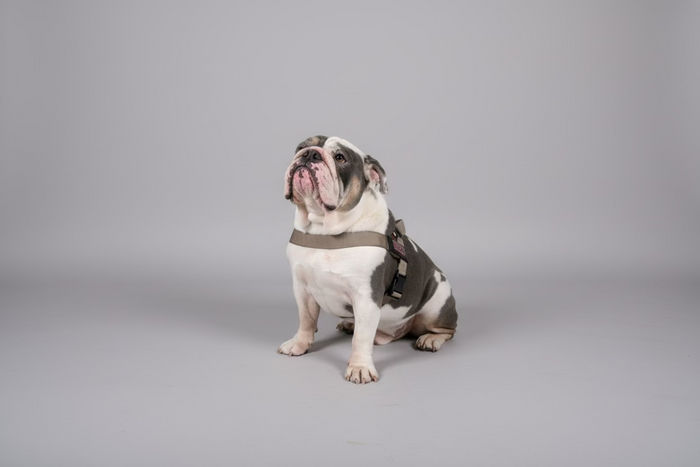 Taupe BullHug Dog Harness – Non-Choking, Adjustable