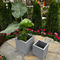 Two All Delivery Options Sydney Cube Planters in grey (14 inches) sit on a stone patio. One contains a large leafy plant, the other is empty. Pink flowers and tall green shrubs in the background enhance the garden setting.