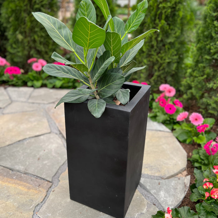 The Toulouse Planter - Black (15x26), available for pick-up & local delivery only, stands tall with a leafy green plant on a stone patio among pink flowers and green shrubs in the garden.
