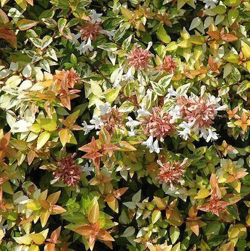 Abelia - Kaleidoscope - 3 gallon - Hicks Nurseries