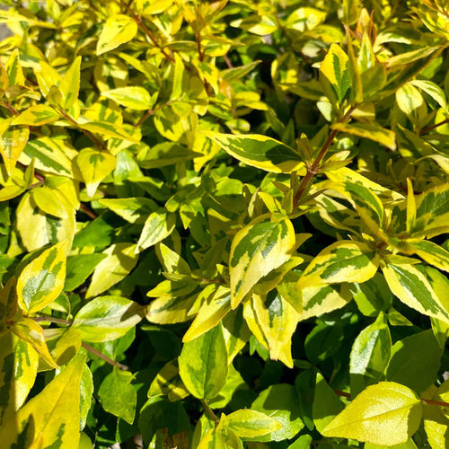 Abelia - Kaleidoscope - 3 gallon - Hicks Nurseries