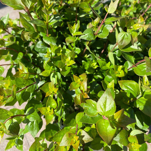 Abelia - Rose Creek - 3 gallon - Hicks Nurseries
