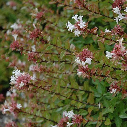 Abelia - Rose Creek - 3 gallon - Hicks Nurseries