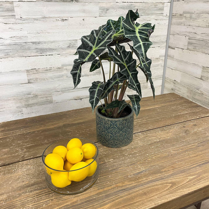 Alocasia - Polly - 6-inch Pot - Hicks Nurseries