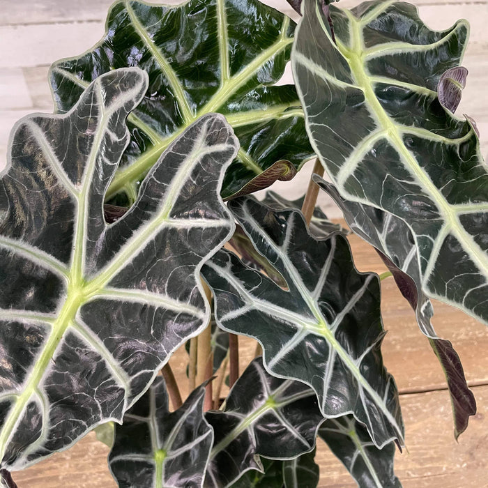 Alocasia - Polly - 6-inch Pot - Hicks Nurseries