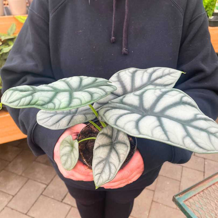 A person in a black hoodie holds an Alocasia - Silver Dragon in a 4-inch pot from Available for Pick-Up & Delivery, showcasing its striking silver-green leaves with dark veins on a tiled floor—a true statement indoor plant.
