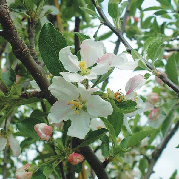 Close-up of the Apple Tree - Red Delicious - 7 Gallon from Pickup & Local Delivery Only, featuring clusters of pink and white blossoms and green leaves on its branches, showcasing early pollination stages against a blurred outdoor background.