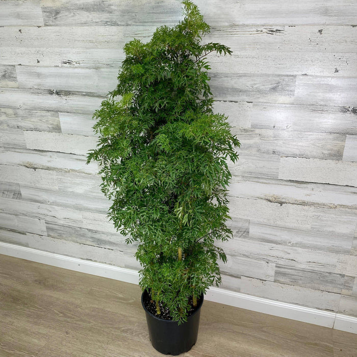 The Aralia - Ming in a 10-inch pot from Pickup & Local Delivery Only features fine, feathery green leaves—an elegant, low-maintenance plant that brightens indoor spaces and complements any décor.