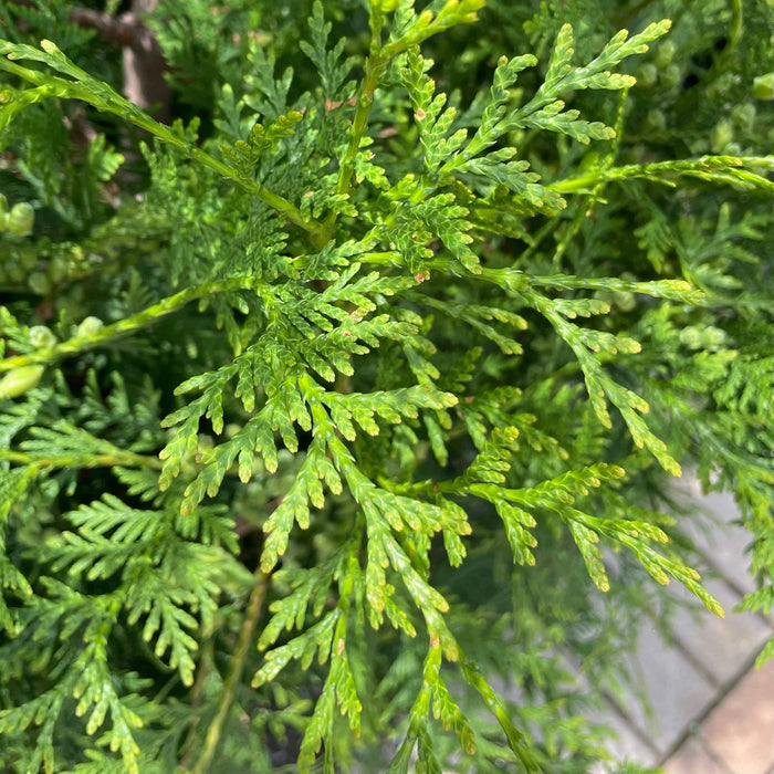 Arborvitae - American Pillar - 10 gallon - Hicks Nurseries