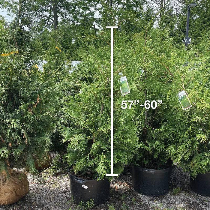 Arborvitae - American Pillar - 10 gallon - Hicks Nurseries