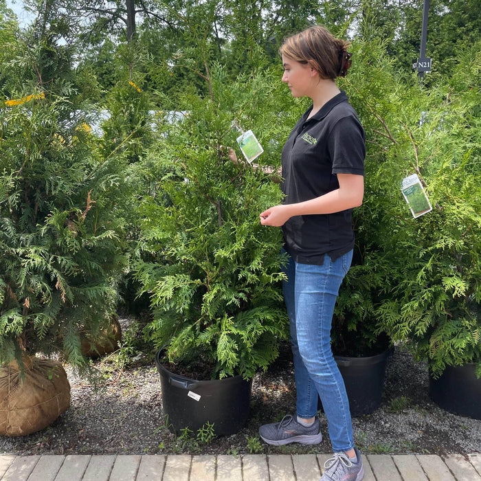 Arborvitae - American Pillar - 10 gallon - Hicks Nurseries