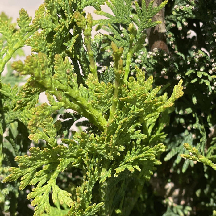Arborvitae - Degroot's Spire - 3 gallon - Hicks Nurseries