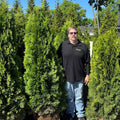 A man in sunglasses and a black shirt stands outdoors beside a 5-6 Emerald Green Arborvitae (balled and burlapped) from Pick-Up & Local Delivery Only, perfect for privacy screening, with similar trees and lush greenery around.