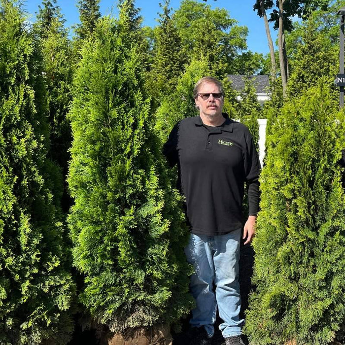 A man in sunglasses and a black shirt stands outdoors beside a 5-6 Emerald Green Arborvitae (balled and burlapped) from Pick-Up & Local Delivery Only, perfect for privacy screening, with similar trees and lush greenery around.