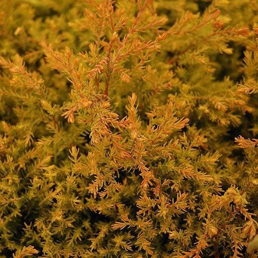 Arborvitae - Fire Chief - 3 gallon - Hicks Nurseries