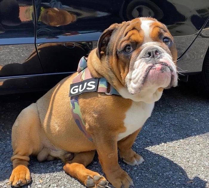BULLHUG "ARMY CAMOUFLAGE" HARNESS - thebullhug.com