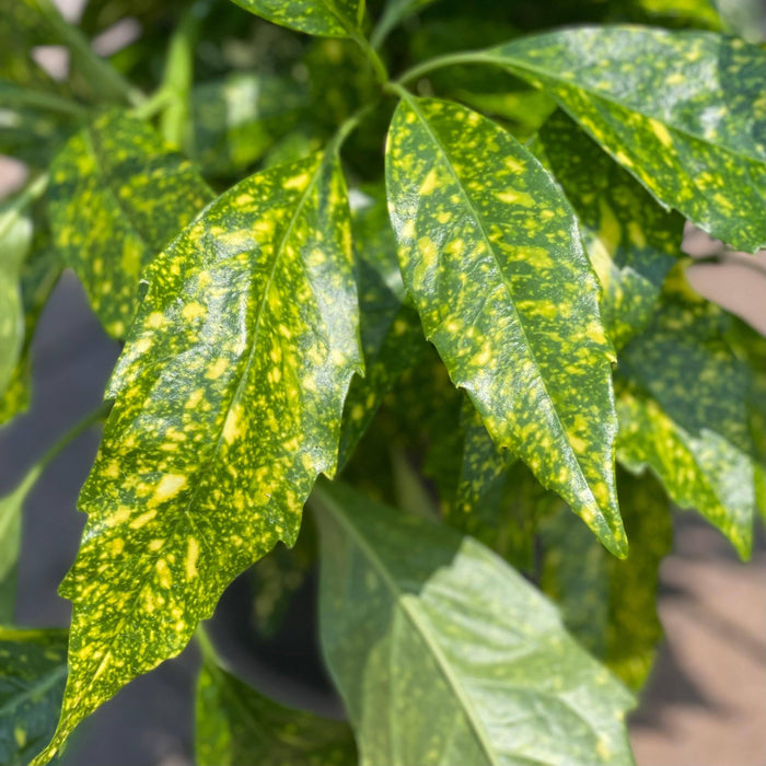 Close-up of the uniquely patterned, yellow-spotted leaves on a Pick-Up & Local Delivery Only Aucuba - Gold Dust - 5 gallon shrub, with sunlight highlighting its evergreen variegated foliage.