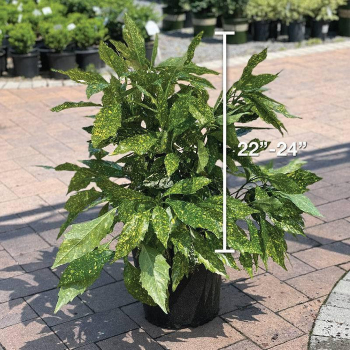 A 5-gallon Pick-Up & Local Delivery Only Aucuba - Gold Dust, featuring striking yellow-spotted foliage, stands on a brick surface. A vertical white marker shows its height as 22–24 inches, with blurred potted plants in the background.