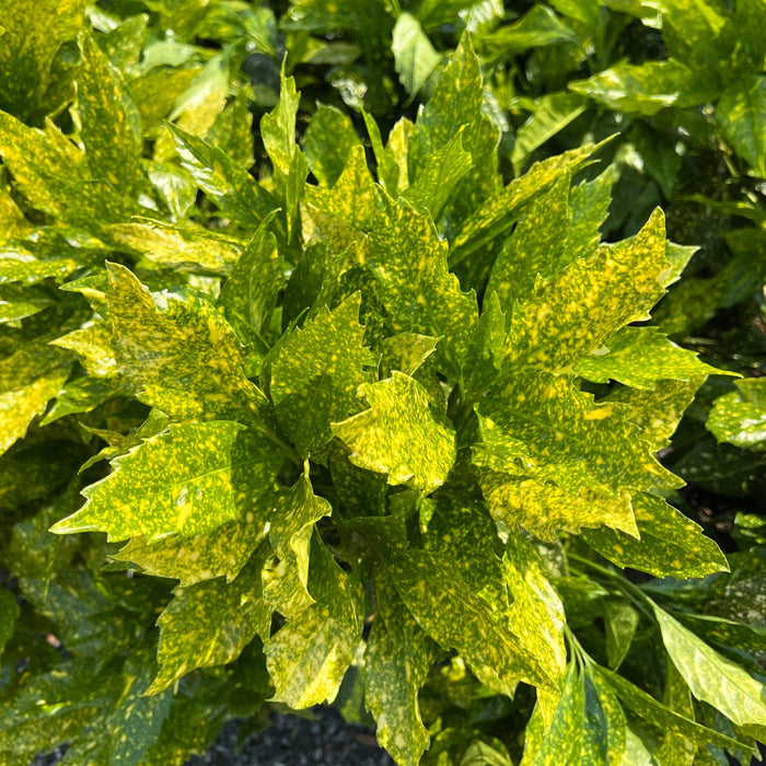 Close-up of Aucuba Gold Dust (5 gallon) from Pick-Up & Local Delivery Only—an evergreen shrub with dense, jagged-edged green leaves flecked with yellow, creating vibrant textures and colors in the sunlight.