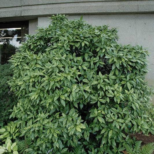 A Pick-Up & Local Delivery Only Aucuba - Gold Dust - 5 gallon, an evergreen shrub with yellow-spotted foliage, is placed in front of a gray concrete building.