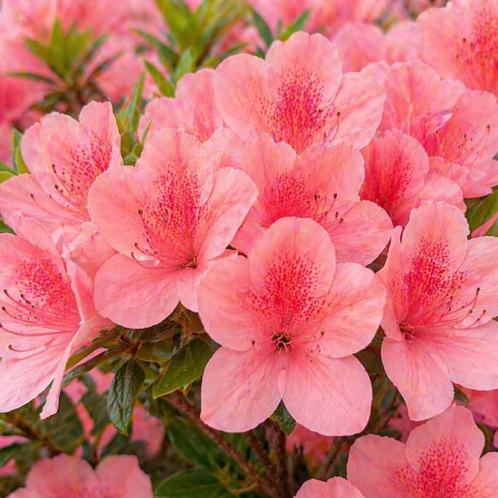 The Azalea - Blauuws Pink (2 gallons) by Pick-Up & Local Delivery Only features vibrant coral pink blooms with dark pink speckles at the center, set against lush green leaves on a beautiful evergreen shrub.
