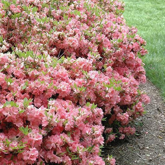 Azalea - Blaauw's Pink - 3 gallon - Hicks Nurseries