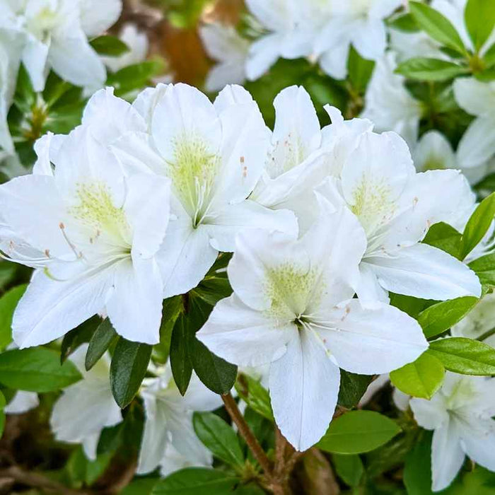 The Azalea - Delaware Valley White - 3 gallon by Pick-Up & Local Delivery Only features white trumpet-shaped blooms with light green centers and dark green leaves, creating an elegant, low-maintenance addition to any garden.