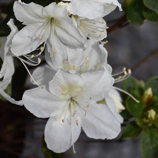 Azalea - Delaware Valley White - 5 gallons, 21-24" - Hicks Nurseries