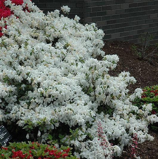 Azalea - Delaware Valley White - 5 gallons, 21-24" - Hicks Nurseries