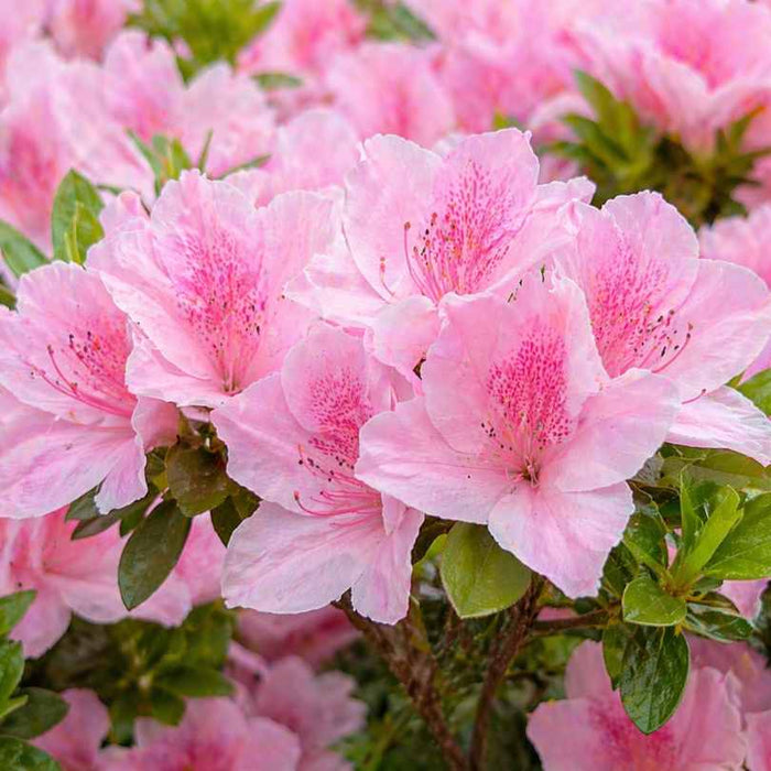 The Azalea - Gumpo Pink - 3 gallon from Pick-Up & Local Delivery Only features vibrant rose-colored blooms with speckled petals among green leaves, offering a low-maintenance and eye-catching addition to your garden.