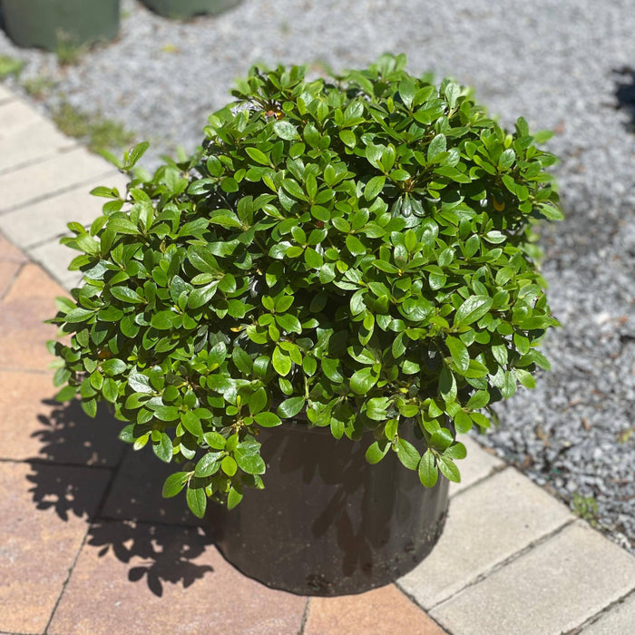 Azalea - Gumpo Pink - 3 gallon - Hicks Nurseries