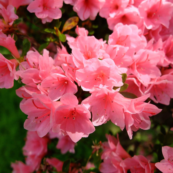 Azalea - Kaempo - 3 gallon - Hicks Nurseries