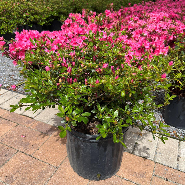 Azalea - Kaempo - 3 gallon - Hicks Nurseries