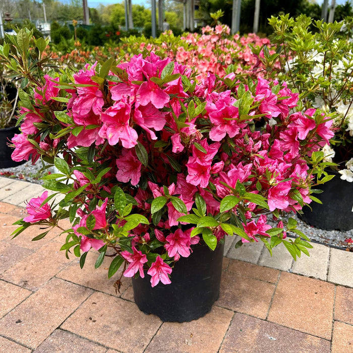 Azalea - Tradition - 3 gallon - Hicks Nurseries