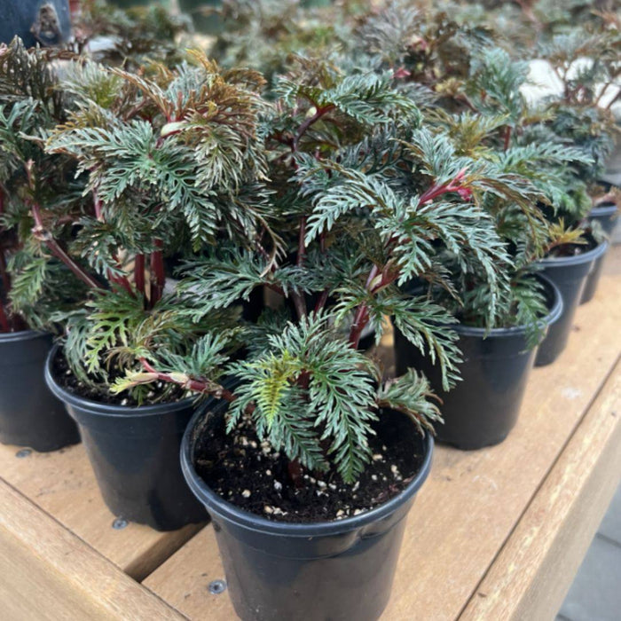 Fernleaf Begonia