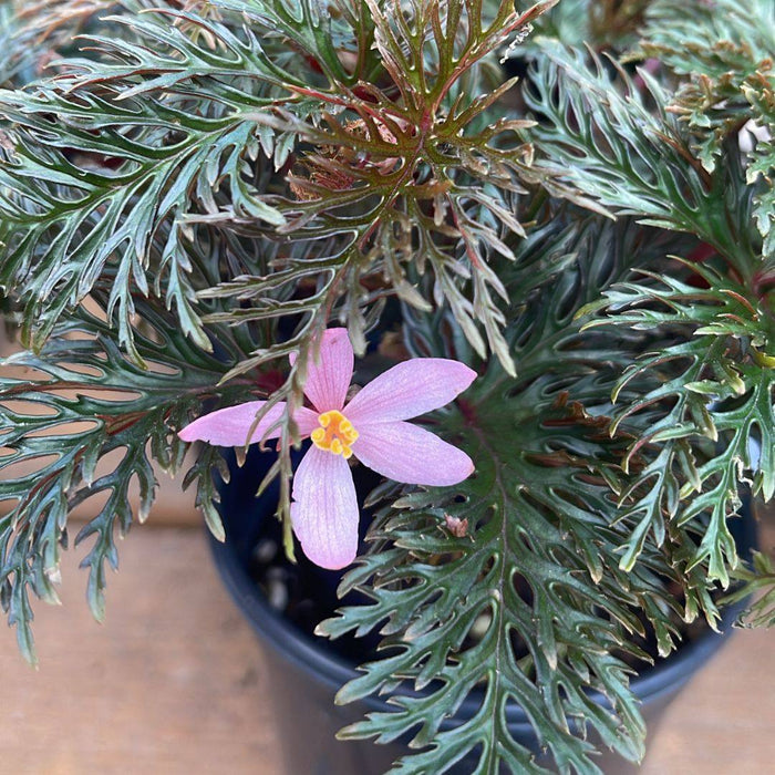 Fernleaf Begonia in Pot with Pink Flower