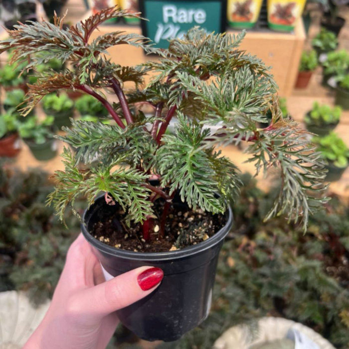 Fernleaf Begonia