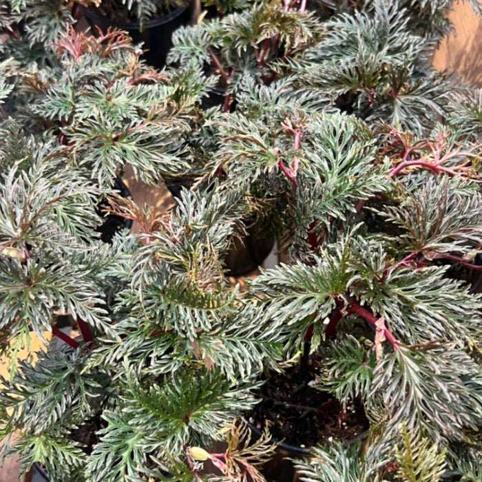 Fernleaf Begonia