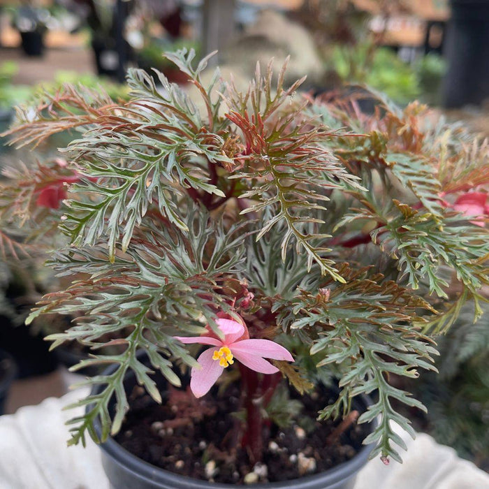 Fernleaf Begonia in Pot