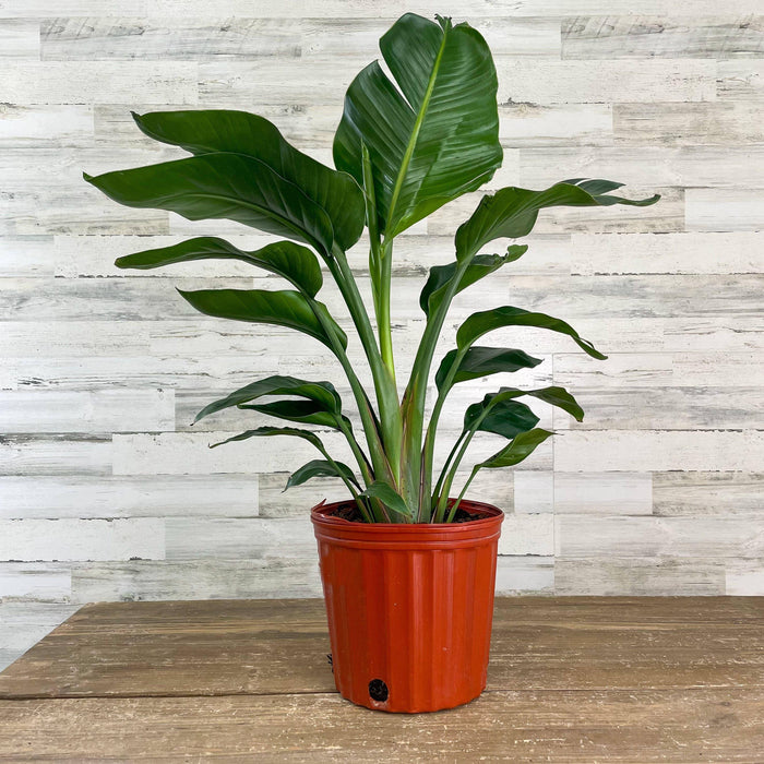 Bird of Paradise - White - 10-inch Pot - Hicks Nurseries