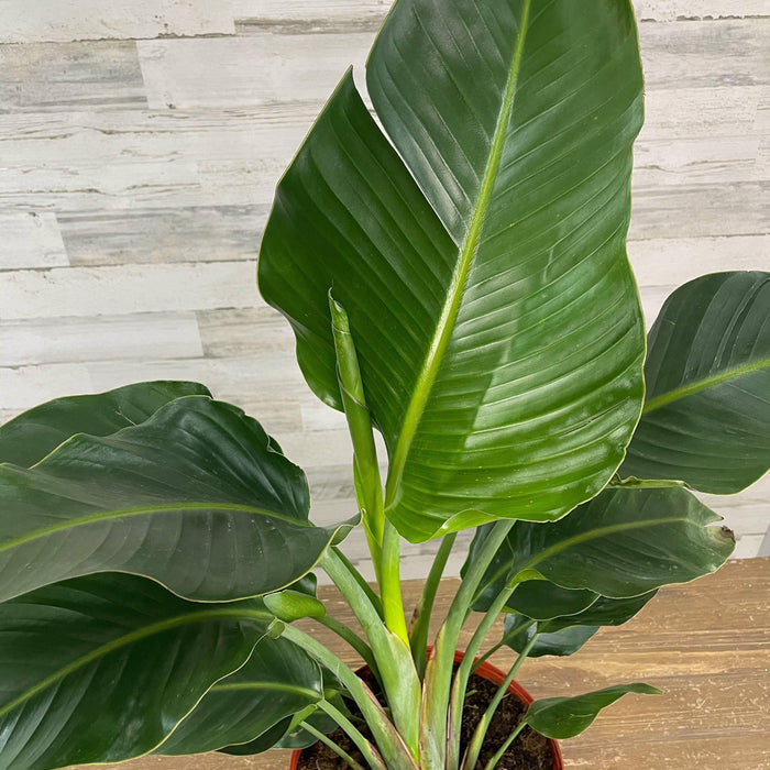 Bird of Paradise - White - 10-inch Pot - Hicks Nurseries