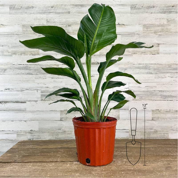 Bird of Paradise - White - 10-inch Pot - Hicks Nurseries