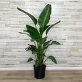 Bird of Paradise - White - 14-inch Pot - Hicks Nurseries