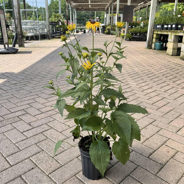 Black Eyed Susan - Goldstrum - 1 gallon - Hicks Nurseries