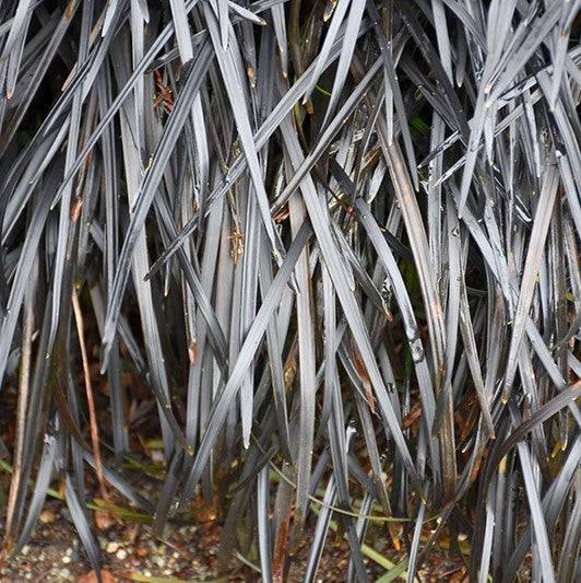 Black Mondo Grass - 1 gallon - Hicks Nurseries