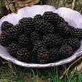 The Blackberry - Chester Thornless - 2 Gallon from Pickup & Local Delivery Only features sweet, thornless blackberries—ideal for home gardeners seeking an easy and fruitful addition to their garden.