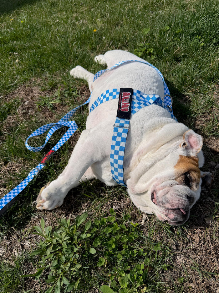 Blue Checkers BullHug 6ft Dog Leash – Padded Handle